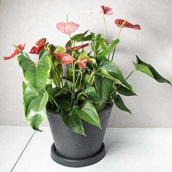 Buy Indoor Plants Online, Order Plants Online